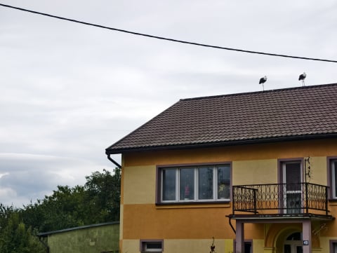 Uwaga, bociany! Dla mieszkańców Twardocic są jak rodzina. Będzie specjalny znak? - 3