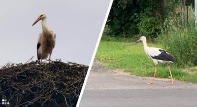 Bociany spacerują po drodze, mieszkańcy chcą znaku. "To już członkowie rodziny"