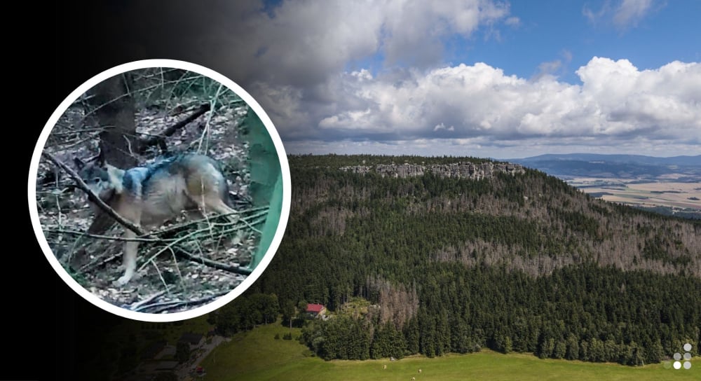 Wilki w Górach Stołowych pod ścisłą obserwacją. Fotopułapki nagrały, jak karmią młode - Monitoring wilków rozpoczyna się w Parku Narodowym Gór Stołowych.