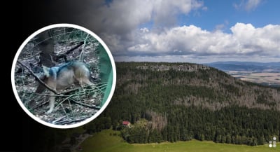 Wilki w G&oacute;rach Stołowych pod obserwacją. Fotopułapki nagrały, jak karmią młode