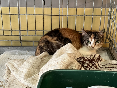 Blisko 300 kotów czeka na adopcję we wrocławskim schronisku. "Można wybrać przyjaciela na całe życie" - 2