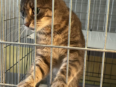 Blisko 300 kot&oacute;w czeka na adopcję. "Można wybrać przyjaciela na całe życie"