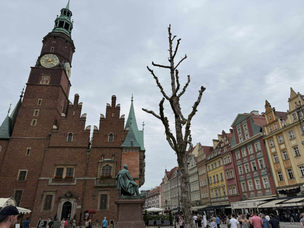 Spór o... trzy drzewa na Rynku. Tak wyglądają po czterech miesiącach od zasadzenia – Tak wyglądają głogi na wrocławskim rynku.