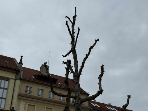 Spór o... trzy drzewa na Rynku. Tak wyglądają po czterech miesiącach od zasadzenia - 0