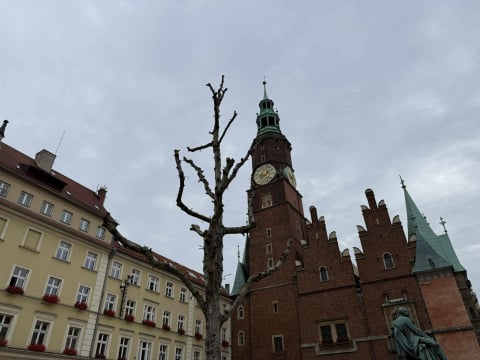 Spór o... trzy drzewa na Rynku. Tak wyglądają po czterech miesiącach od zasadzenia - 1