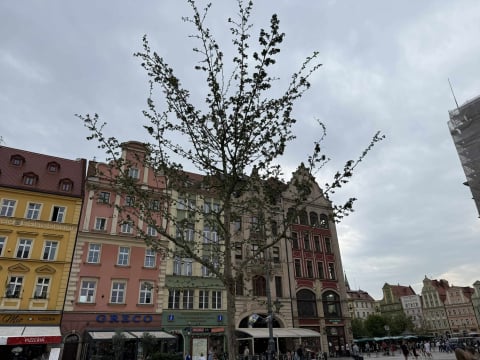 Spór o... trzy drzewa na Rynku. Tak wyglądają po czterech miesiącach od zasadzenia - 3