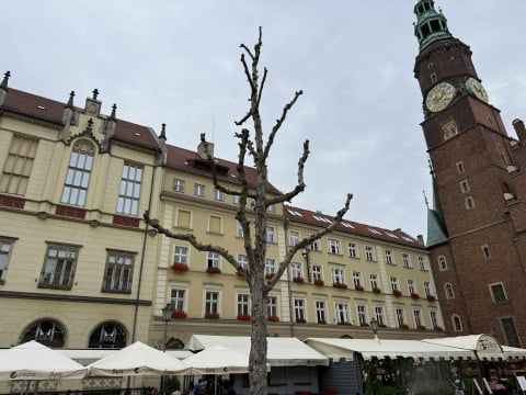 Spór o... trzy drzewa na Rynku. Tak wyglądają po czterech miesiącach od zasadzenia - 4