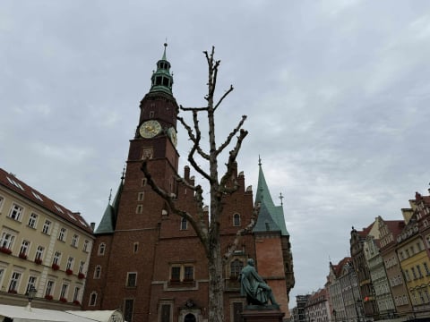 Spór o... trzy drzewa na Rynku. Tak wyglądają po czterech miesiącach od zasadzenia - 5