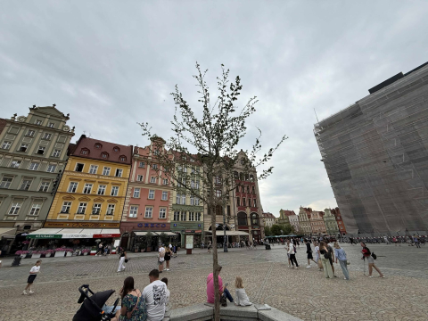 Spór o... trzy drzewa na Rynku. Tak wyglądają po czterech miesiącach od zasadzenia - 7