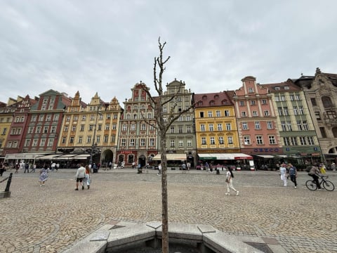Spór o... trzy drzewa na Rynku. Tak wyglądają po czterech miesiącach od zasadzenia - 8