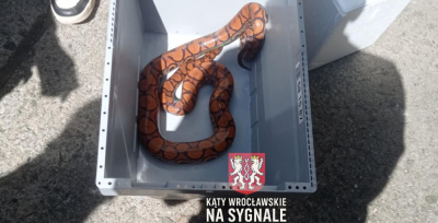 Boa dusiciel na ulicach Wrocławia! Groźny wąż chował się za śmietnikami