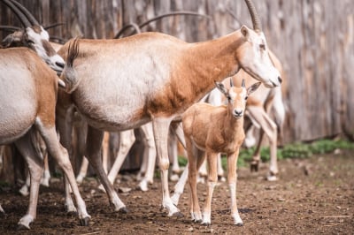 Wyginęły w naturze, udało się je do niej przywr&oacute;cić. Pomogło wrocławskie zoo