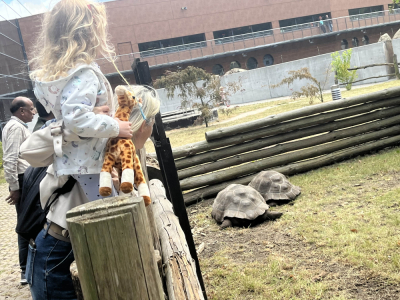 Wielka przeprowadzka we wrocławskim zoo. Ż&oacute;łwie słoniowe otrzymały nowe lokum