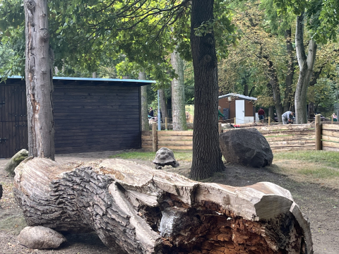 Wielka przeprowadzka we wrocławskim zoo. Żółwie słoniowe otrzymały nowe lokum - 0
