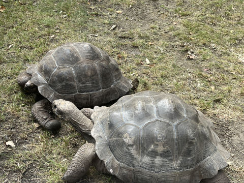 Wielka przeprowadzka we wrocławskim zoo. Żółwie słoniowe otrzymały nowe lokum - 1