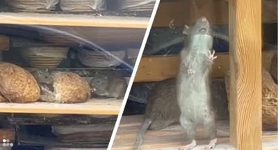 Piekarnia nadal zamknięta po ataku szczur&oacute;w. Szokujące nagranie ze Złotoryi