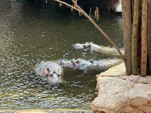 Nowa atrakcja hitem w ZOO Wrocław. Dzieci od razu ją pokochały! [WIDEO] - 0