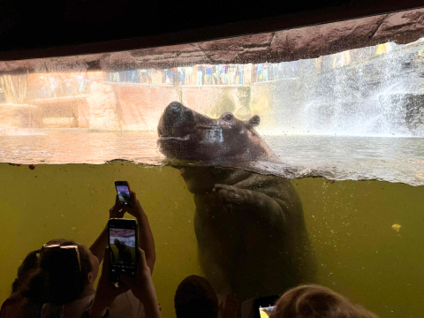 Nowa atrakcja hitem w ZOO Wrocław. Dzieci od razu ją pokochały! [WIDEO] - 2