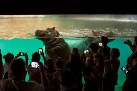 Nowa atrakcja hitem w ZOO Wrocław. Dzieci od razu ją pokochały! [WIDEO] - 3
