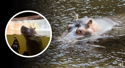 Nowa atrakcja hitem we wrocławskim zoo. Dzieci od razu ją pokochały! [WIDEO]