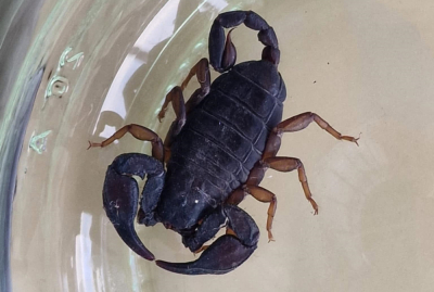 Skorpion chodził po drzwiach budynku we Wrocławiu. To kolejny niecodzienny gość w schronisku