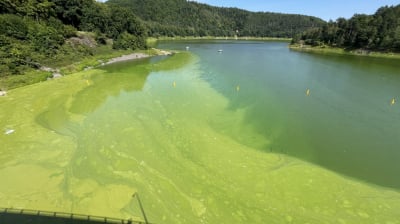 "Smr&oacute;d jest odpychający". Kto odpowiada za pojawienie się sinic w jeziorze Pilchowickim?