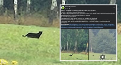 Puma na Dolnym Śląsku?! Takie ostrzeżenie pojawiło się na profilu Gminy Mysłakowice