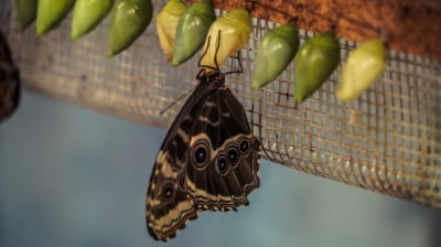 Największe motyle świata we wrocławskim zoo