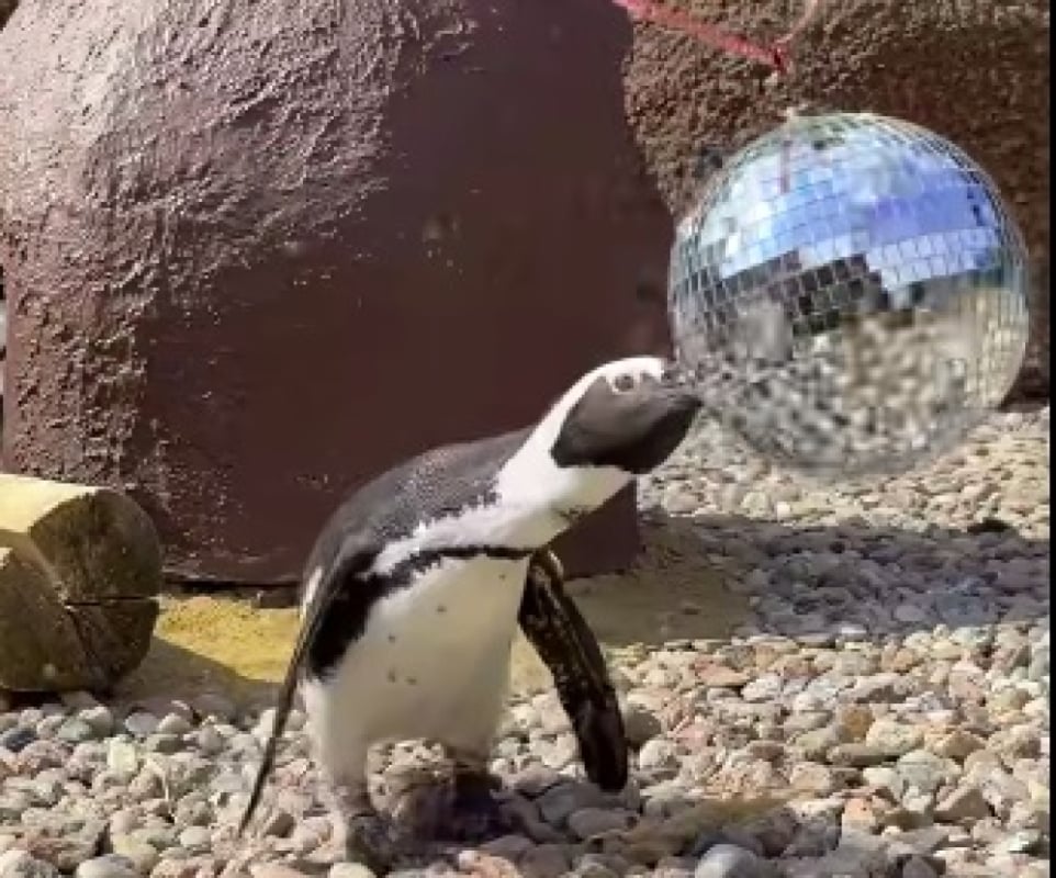 Pingwiny w rytmie... disco. W ZOO mają nową atrakcję  - We wrocławskim ZOO pingwiny moga potańczyć w rytmie disco.