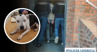 Amstaff kulił się ze strachu przed właścicielem. Rozpaczliwe wycie katowanego psa usłyszeli sąsiedzi