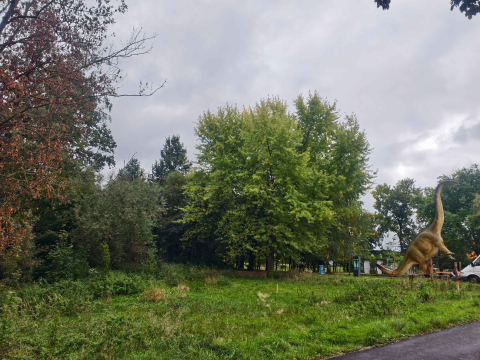 Rysie będą nowymi mieszkańcami Lubina. Przy okazji zoo się... powiększy - 2
