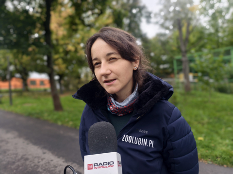 Rysie będą nowymi mieszkańcami Lubina. Przy okazji zoo się... powiększy - 3