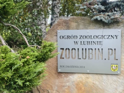 Rysie będą nowymi mieszkańcami Lubina. Przy okazji zoo się... powiększy