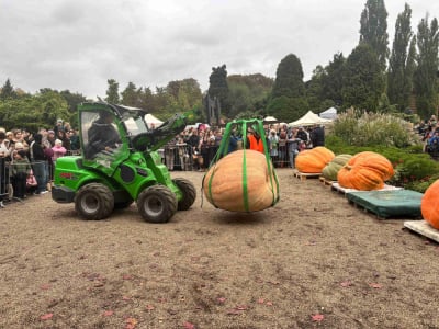 Zwyciężczyni waży ponad 600 kilogram&oacute;w! Święto Dyni w Ogrodzie Botanicznym
