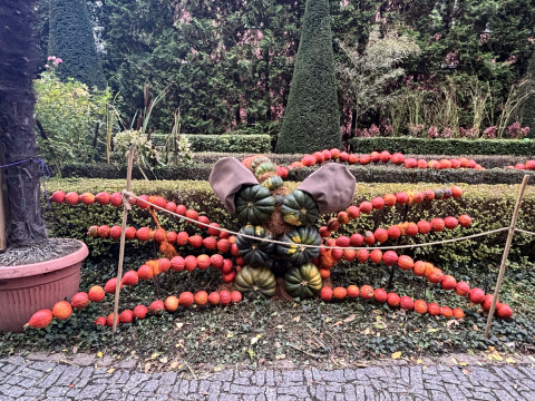 Zwyciężczyni waży ponad 600 kilogramów! Święto Dyni w Ogrodzie Botanicznym - 1