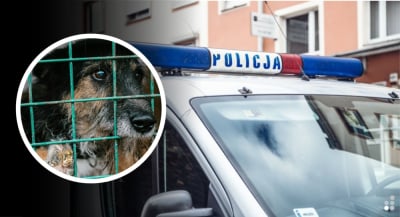 Przez 4 lata nie wypuszczała ps&oacute;w z domu. 74-latka oskarżona o znęcanie