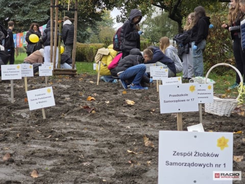 Młodzi ludzie zasadzili setki żonkili w szczytnym celu. "Pola Nadziei" pomogą wałbrzyskiemu hospicjum - 0
