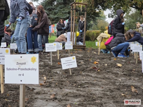 Młodzi ludzie zasadzili setki żonkili w szczytnym celu. "Pola Nadziei" pomogą wałbrzyskiemu hospicjum - 3