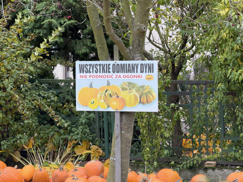 Dyniowe Eldorado pod Wrocławiem. Mieszkańcy wystawiają własne zbiory. Można tu znaleźć wszystkie odmiany [ZDJĘCIA] - 2