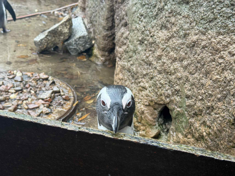 Sztuczna inteligencja pomoże chronić... pingwiny? Nad tym pracują we wrocławskim zoo - 0