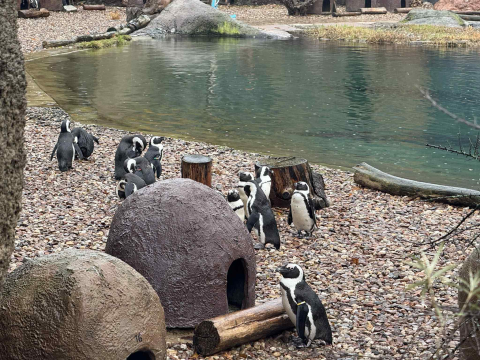 Sztuczna inteligencja pomoże chronić... pingwiny? Nad tym pracują we wrocławskim zoo - 1