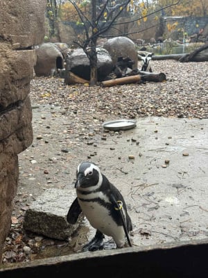 Sztuczna inteligencja pomoże chronić... pingwiny? Nad tym pracują we wrocławskim zoo - 2
