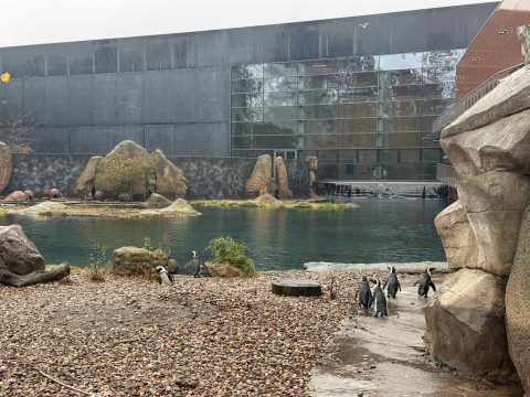 Sztuczna inteligencja pomoże chronić... pingwiny? Nad tym pracują we wrocławskim zoo - 5