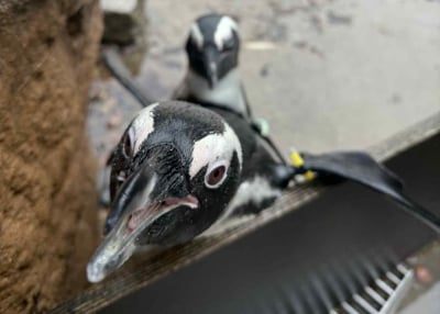 Sztuczna inteligencja pomoże chronić... pingwiny? Nad tym pracują we wrocławskim zoo