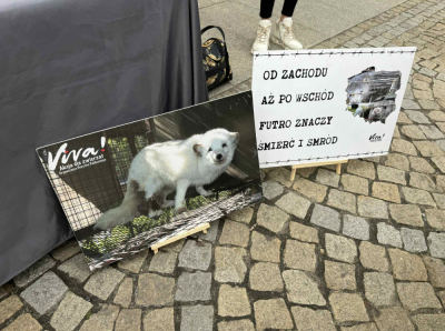 Sprzeciwiają się hodowaniu zwierząt na futra. Akcja na wrocławskim rynku