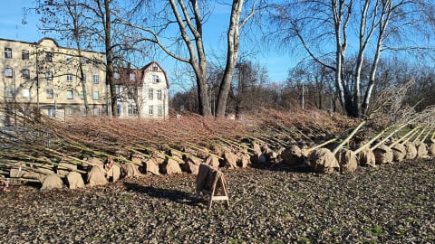 Drzewa zalegają na boisku w Leśnicy. Są zdrowe i gotowe do posadzenia, ale... nie przeszły odbiorów miasta - 1