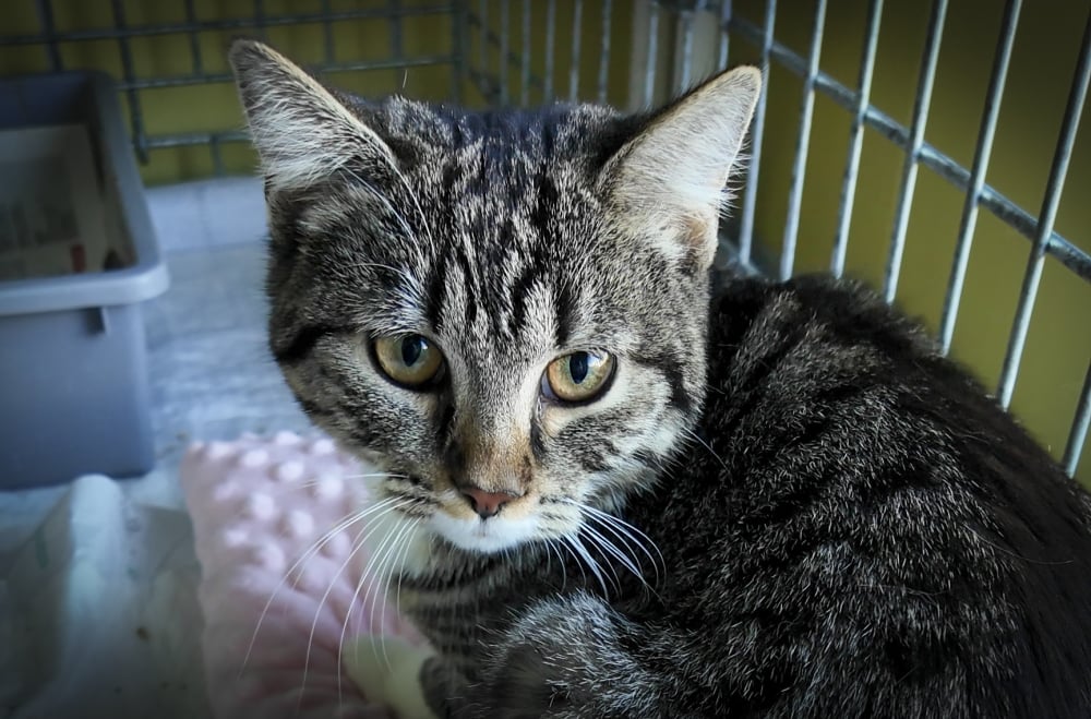 Tak licznego stada dawno nie było. 200 kotów z wrocławskiego schroniska czeka na adopcję – Ponad 200 kotów z wrocławskiego schroniska czeka na adopcję.