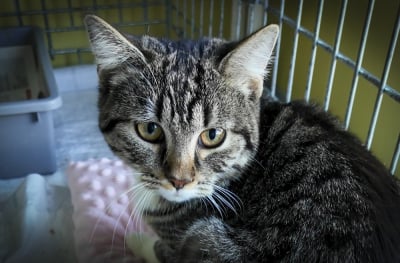 Tak licznego stada dawno nie było. 200 kot&oacute;w z wrocławskiego schroniska czeka na adopcję