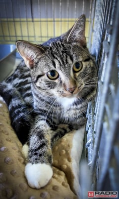 Tak licznego stada dawno nie było. 200 kotów z wrocławskiego schroniska czeka na adopcję - 6