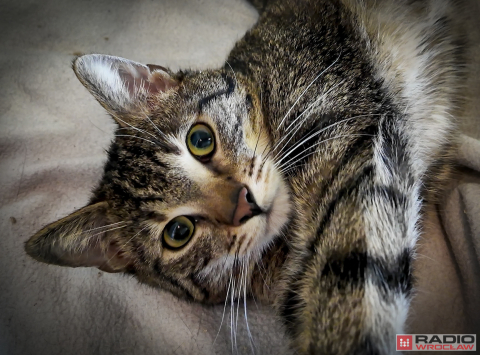 Tak licznego stada dawno nie było. 200 kotów z wrocławskiego schroniska czeka na adopcję - 7